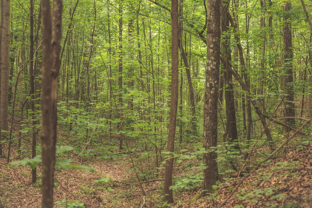 Long Fork Creek Road Spencer, TN 38585
