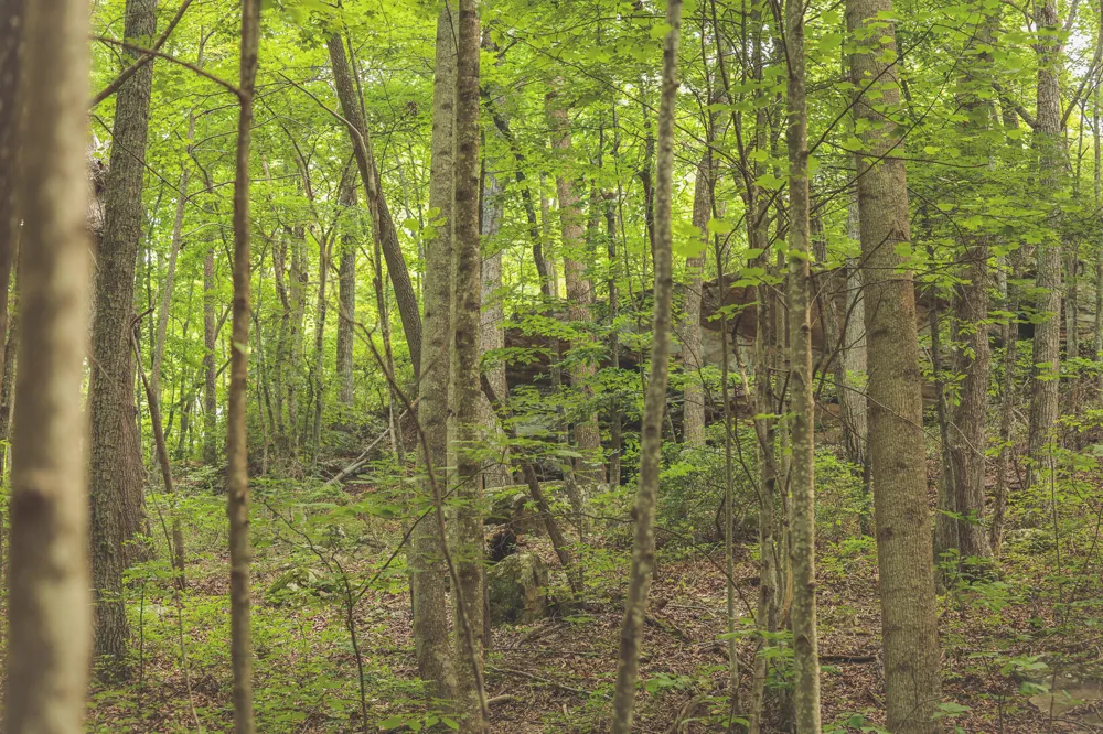 Long Fork Creek Road Spencer, TN 38585
