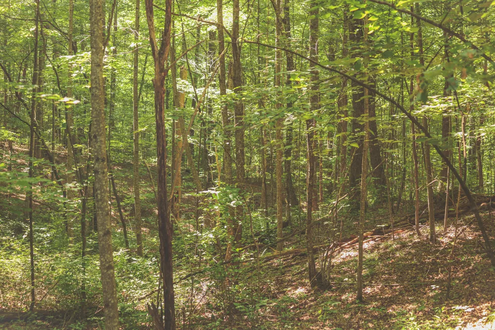 Long Fork Creek Road Spencer, TN 38585