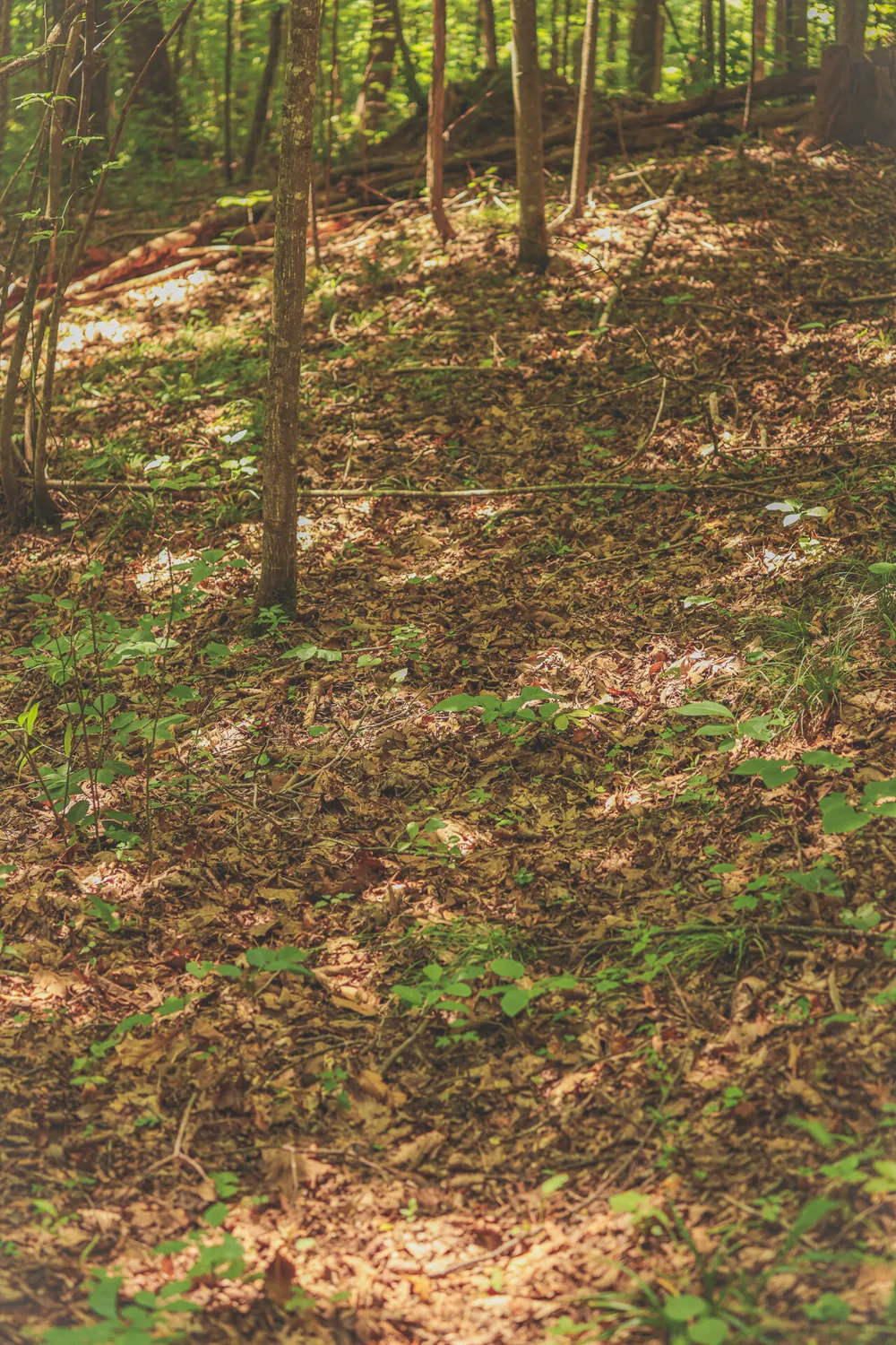 Long Fork Creek Road Spencer, TN 38585