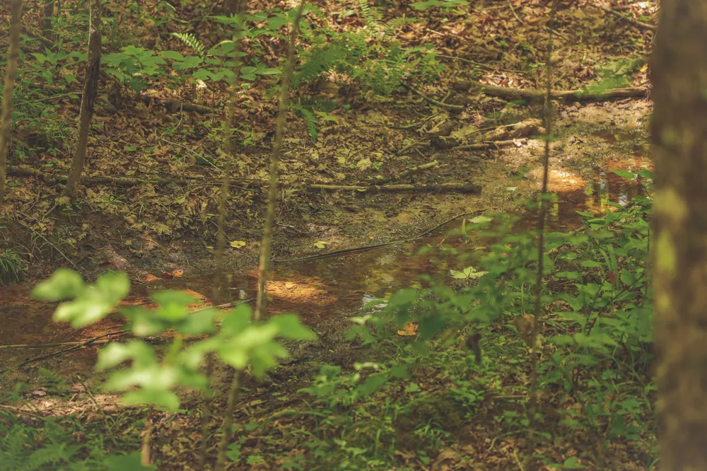 Long Fork Creek Road Spencer, TN 38585