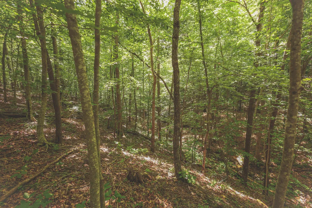 Long Fork Creek Road Spencer, TN 38585