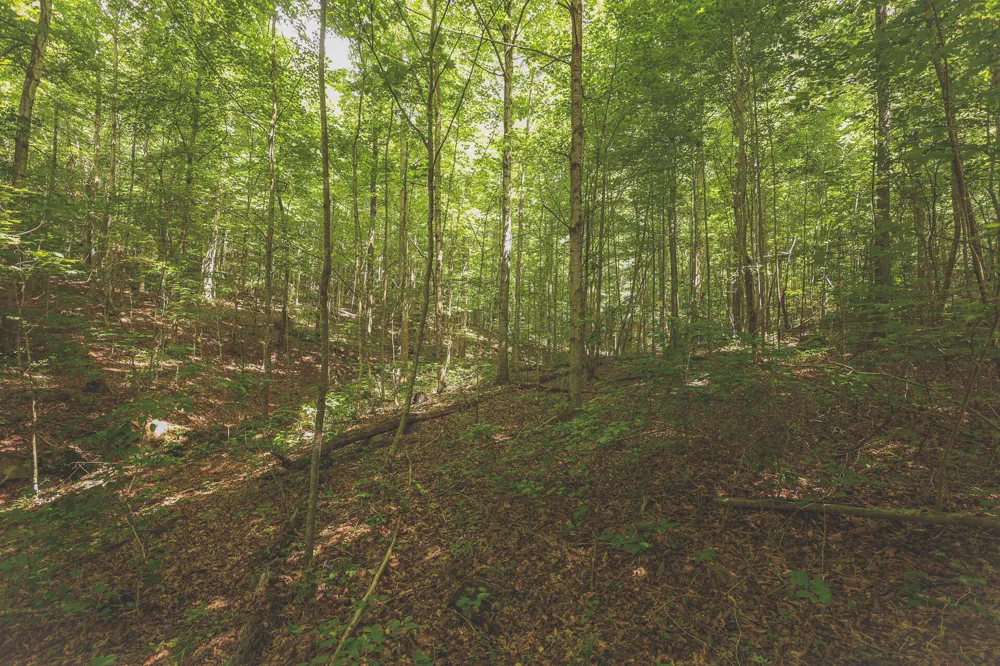 Long Fork Creek Road Spencer, TN 38585