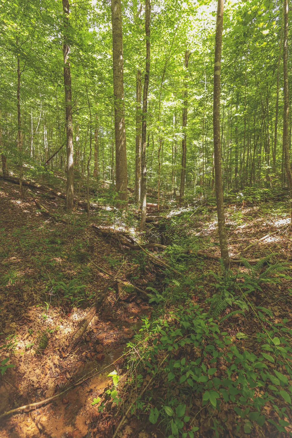 Long Fork Creek Road Spencer, TN 38585