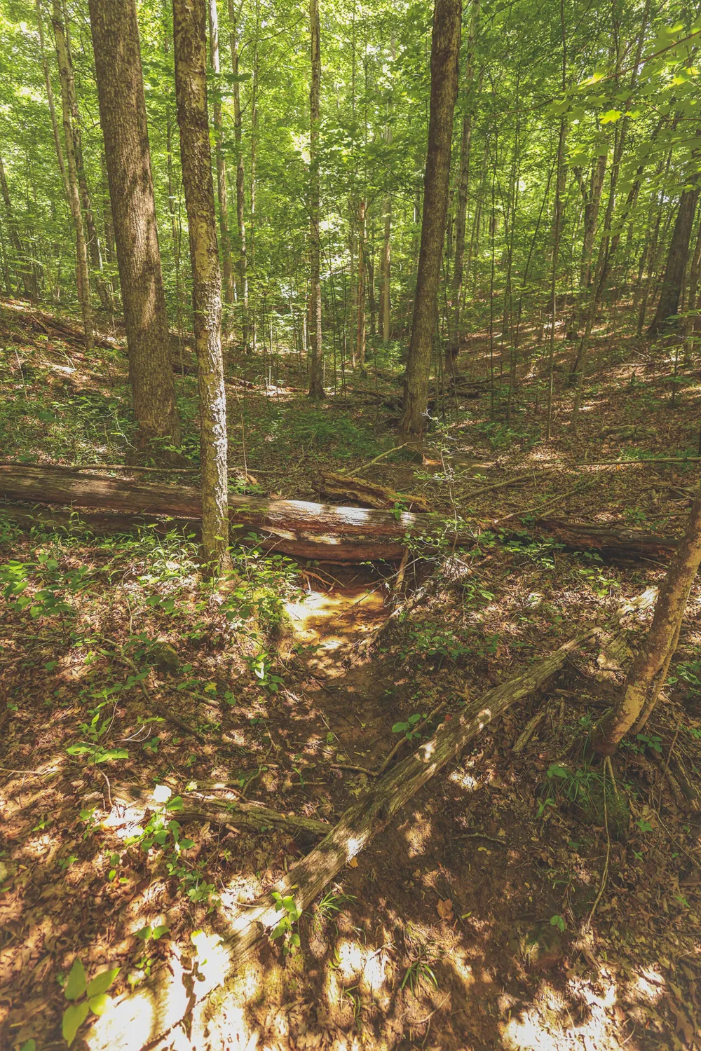 Long Fork Creek Road Spencer, TN 38585