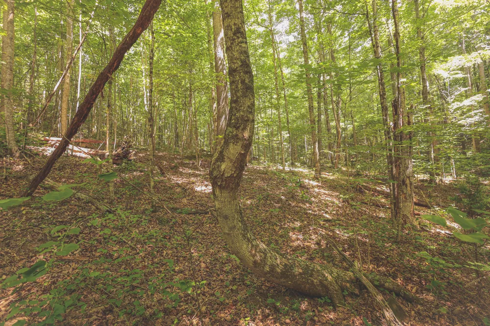Long Fork Creek Road Spencer, TN 38585