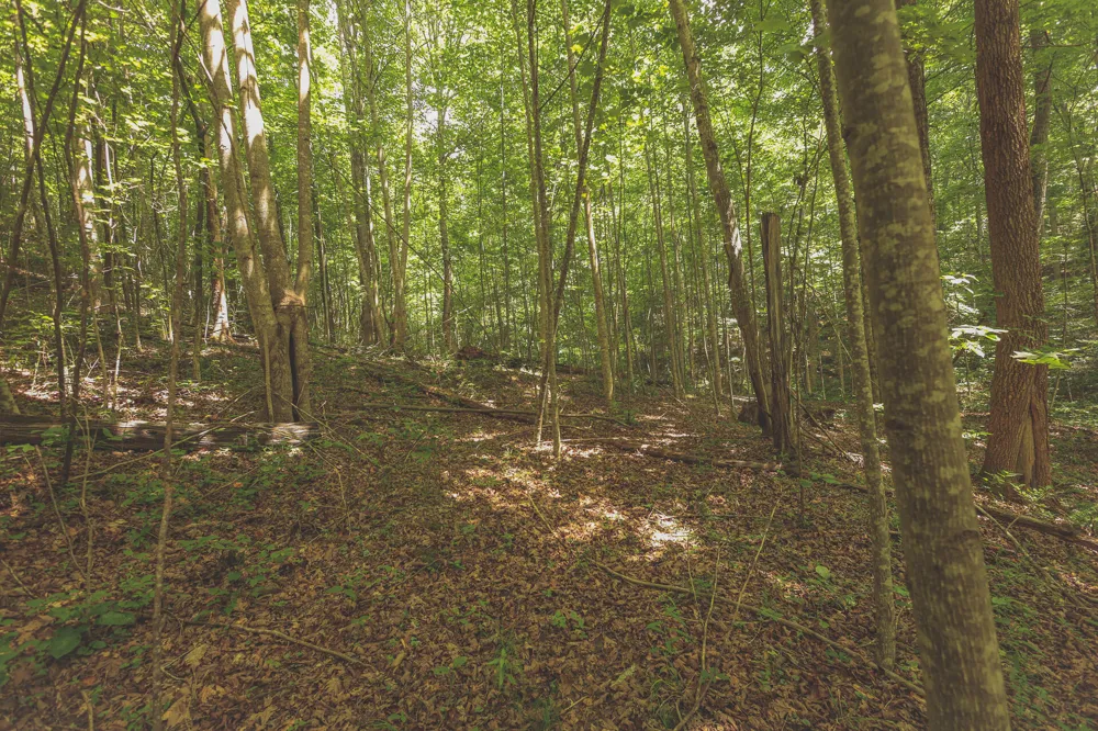 Long Fork Creek Road Spencer, TN 38585