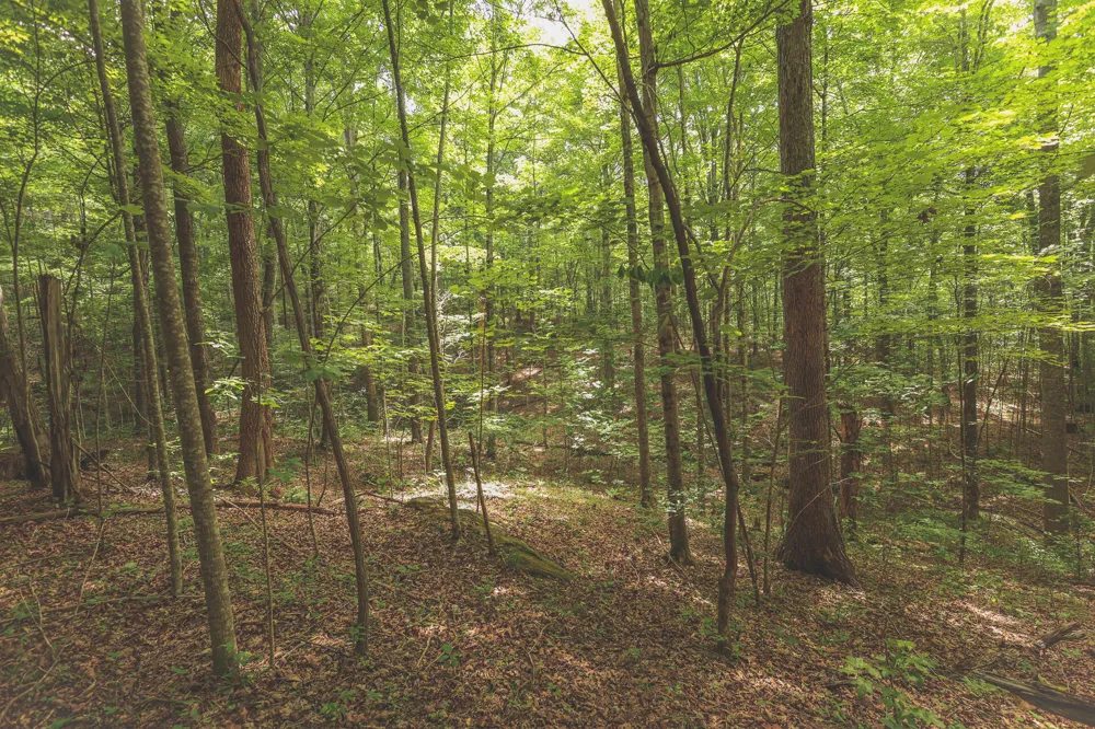 Long Fork Creek Road Spencer, TN 38585