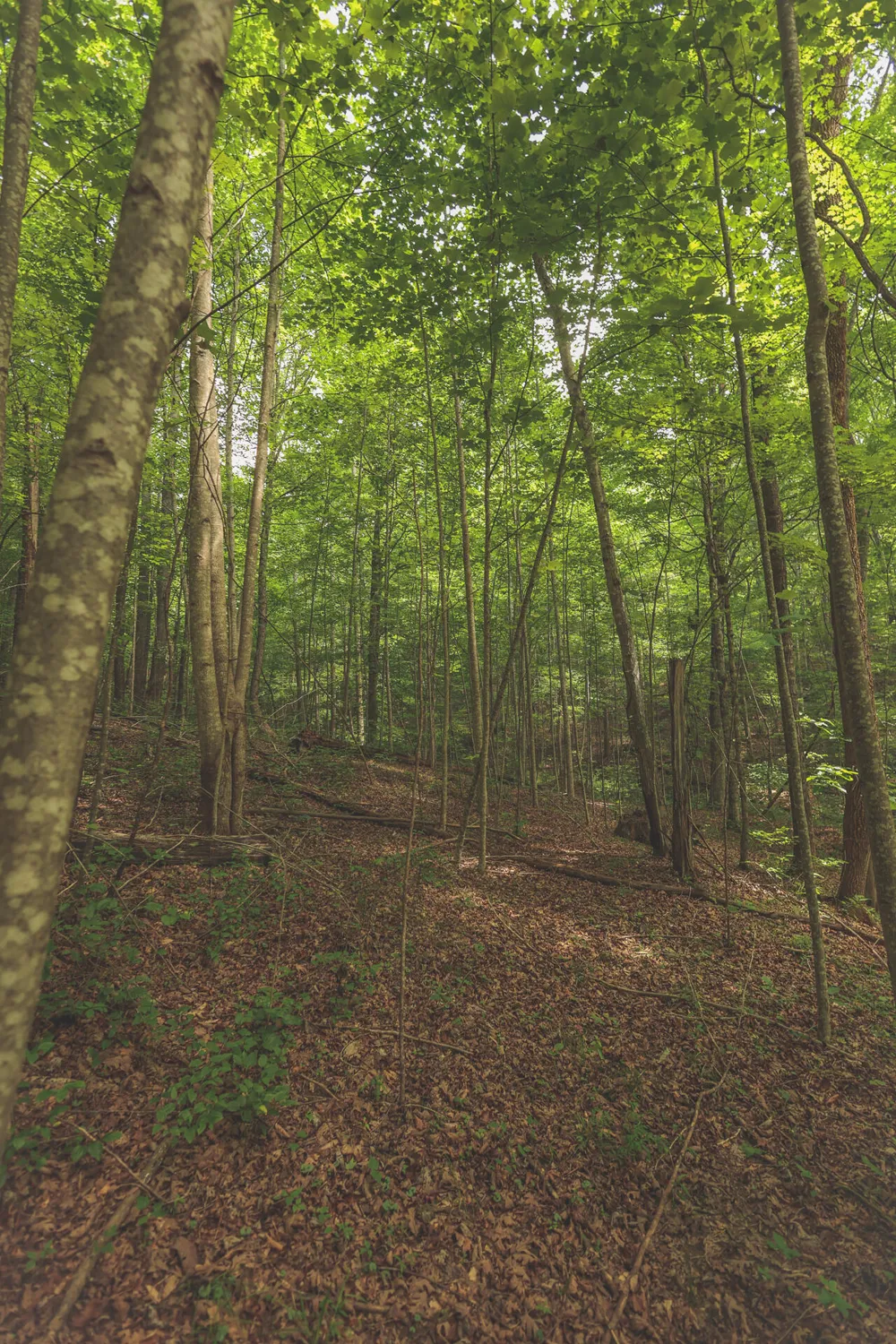 Long Fork Creek Road Spencer, TN 38585