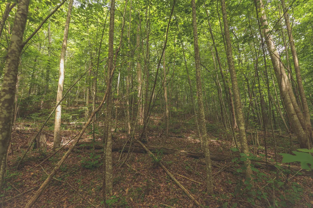 Long Fork Creek Road Spencer, TN 38585