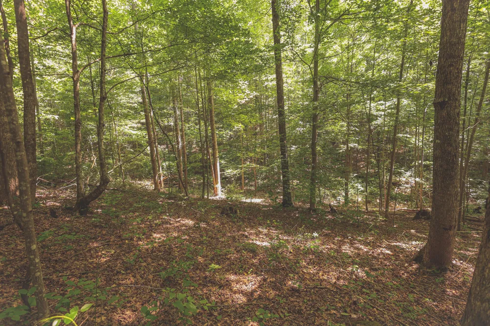 Long Fork Creek Road Spencer, TN 38585