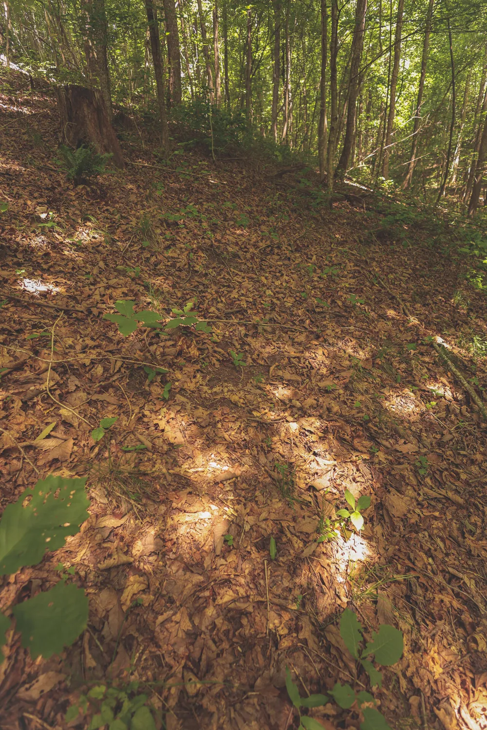 Long Fork Creek Road Spencer, TN 38585