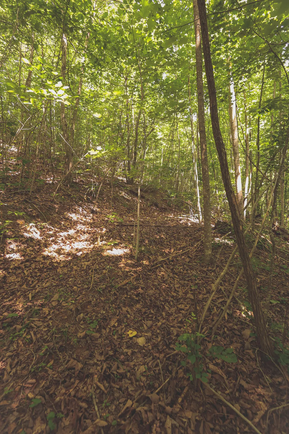 Long Fork Creek Road Spencer, TN 38585