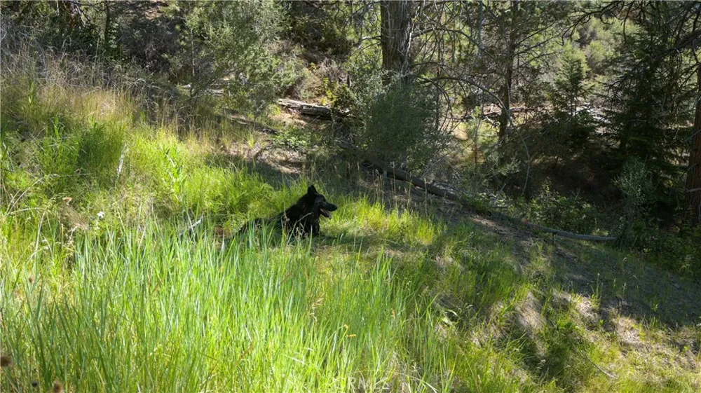1 Duzel Creek Road Fort Jones, CA 96032