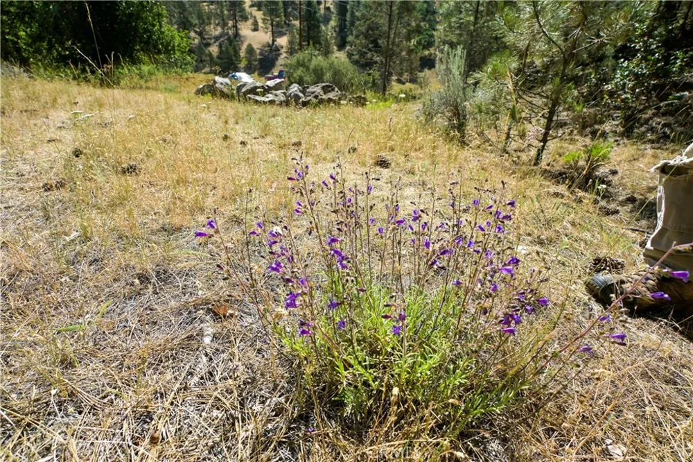 1 Duzel Creek Road Fort Jones, CA 96032