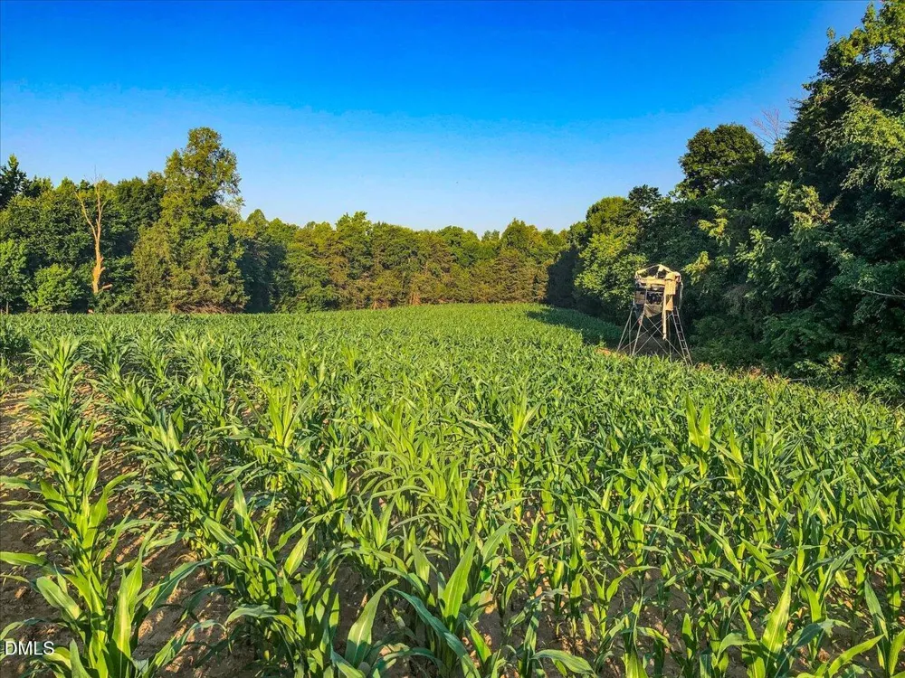 7793 Ridgeville Road Leasburg, NC 27291
