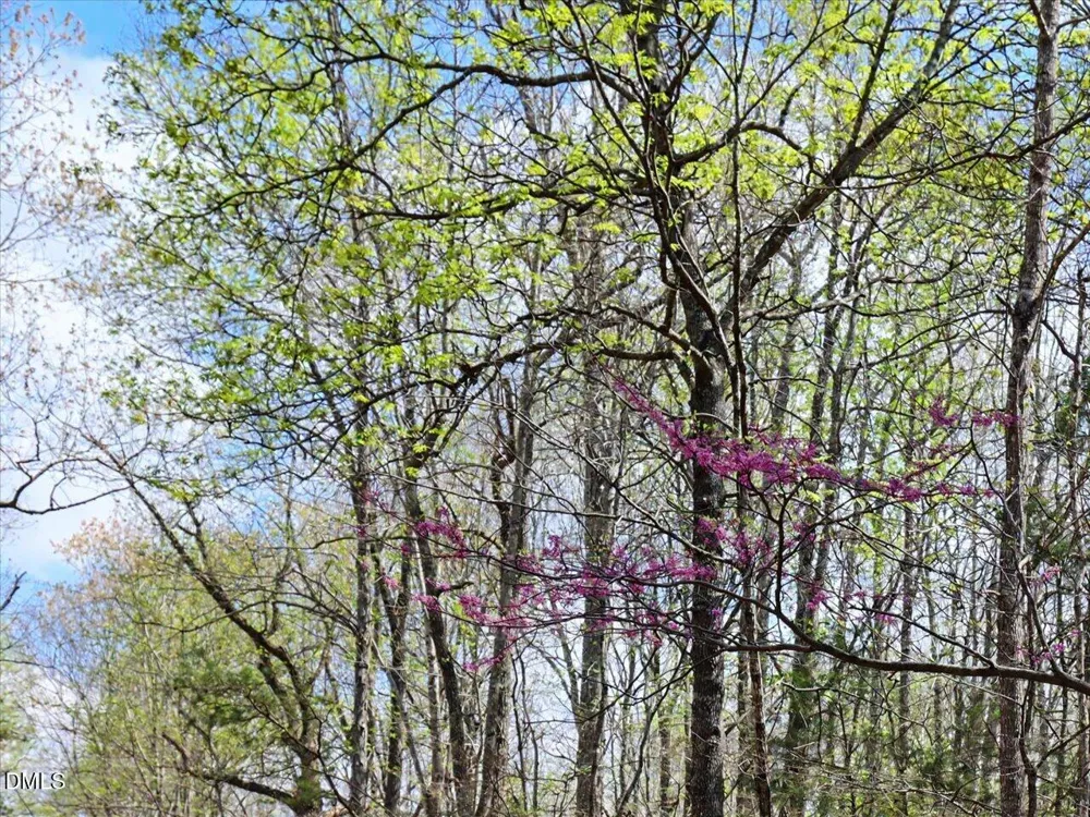 7793 Ridgeville Road Leasburg, NC 27291