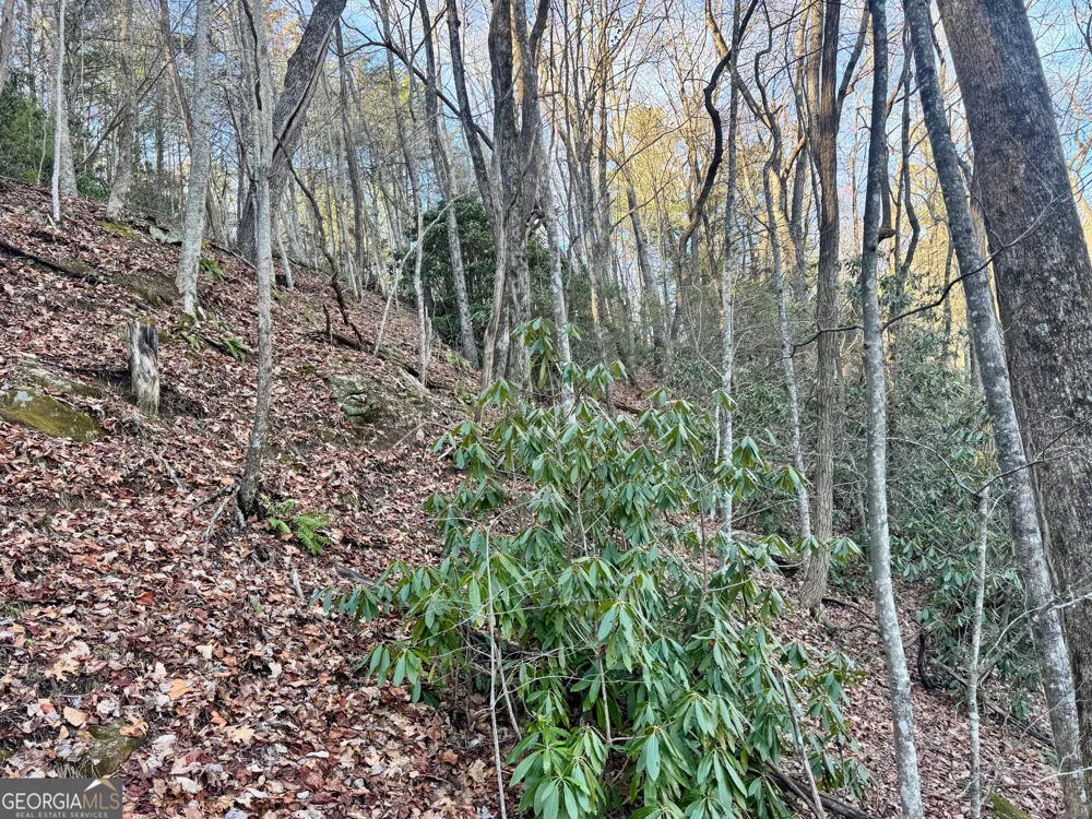0 Mule Branch RD Helen, GA 30545