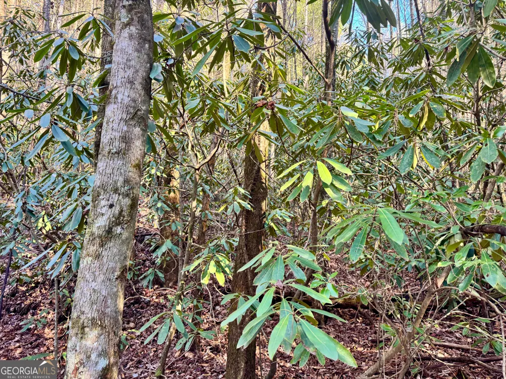 0 Mule Branch RD Helen, GA 30545
