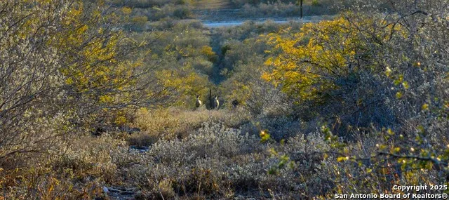 TBD Live Oak Spur George West, TX 78022
