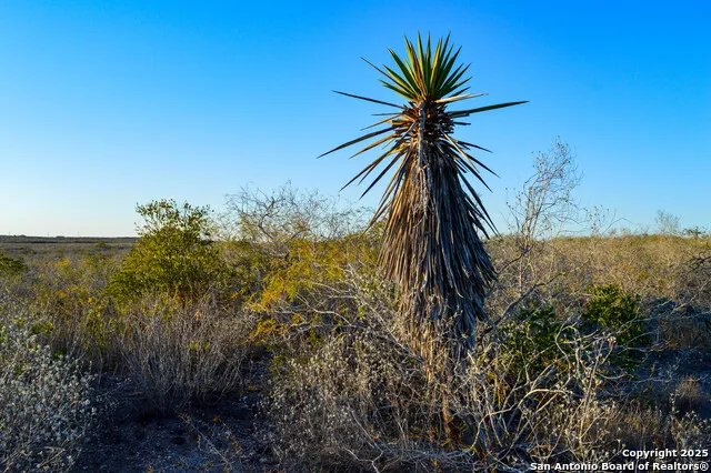 TBD Live Oak Spur George West, TX 78022