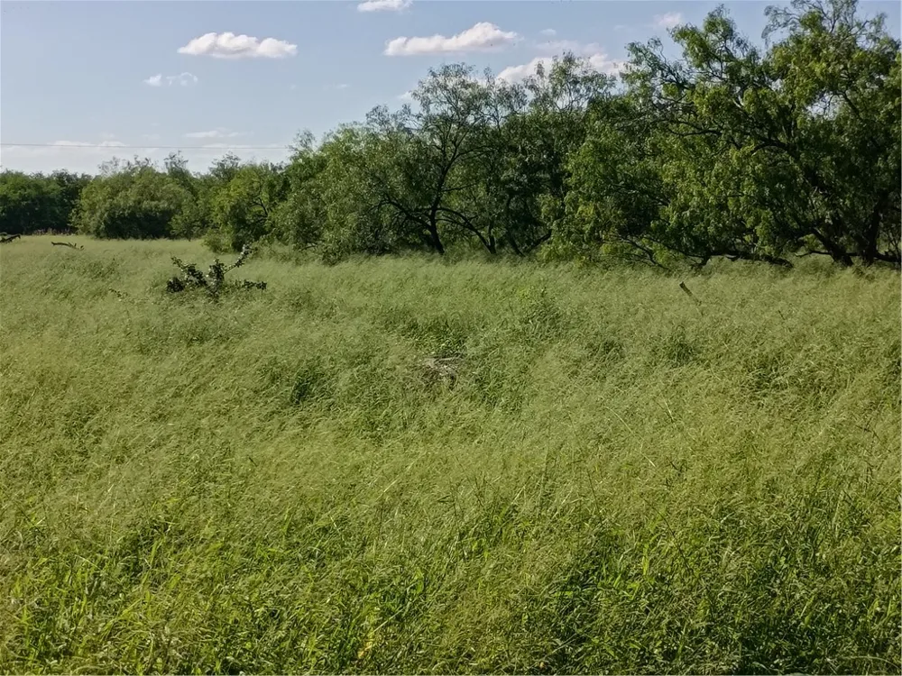 356 Deer Meadows Drive Alice, TX 78332