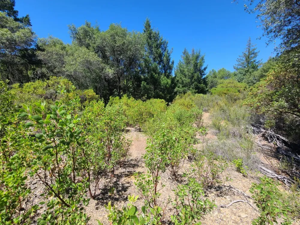 0 Pigeon Ridge Road Covelo, CA 95428