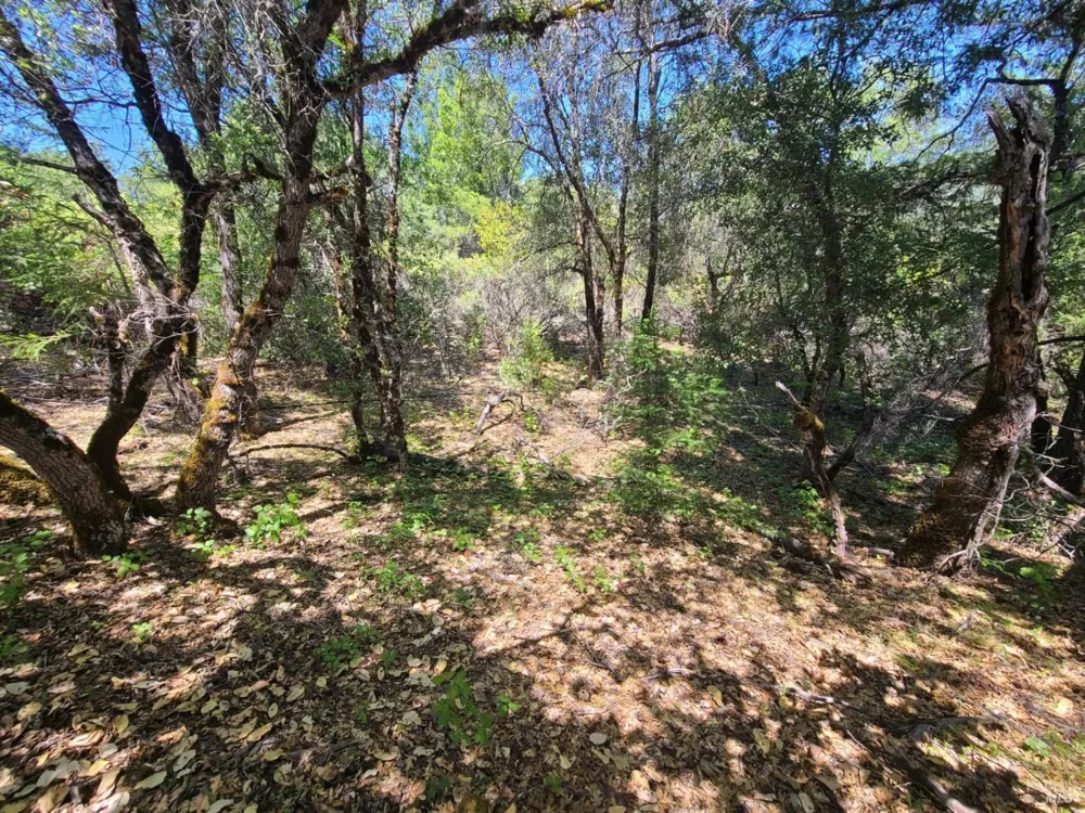 0 Pigeon Ridge Road Covelo, CA 95428