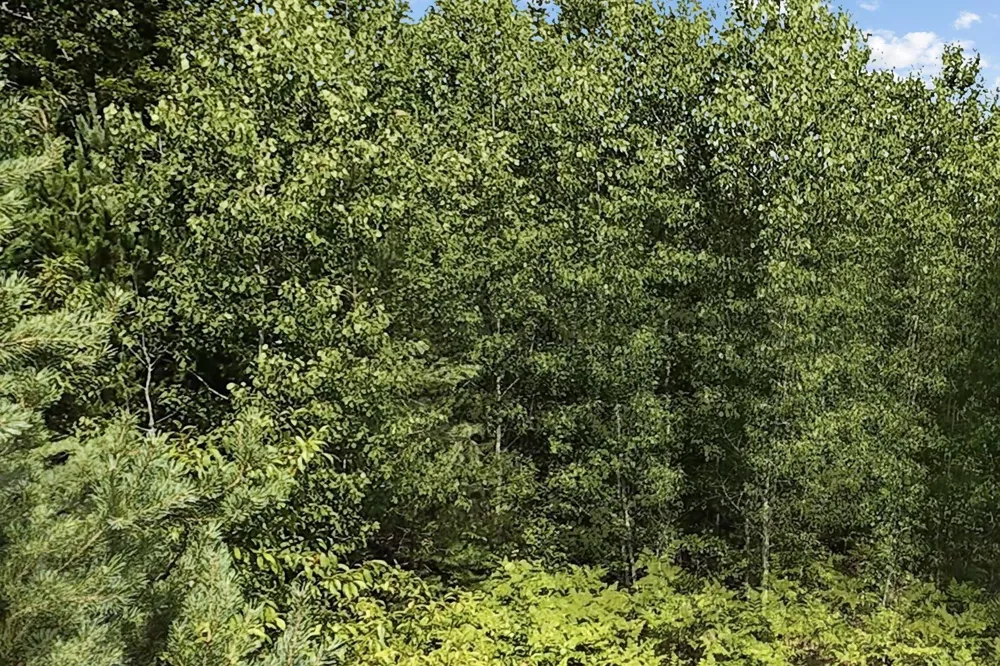 2 M-66 SE Garfield Township, MI 49633