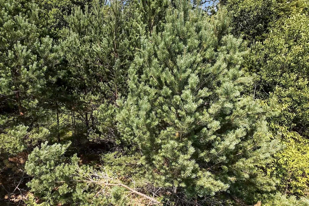 2 M-66 SE Garfield Township, MI 49633