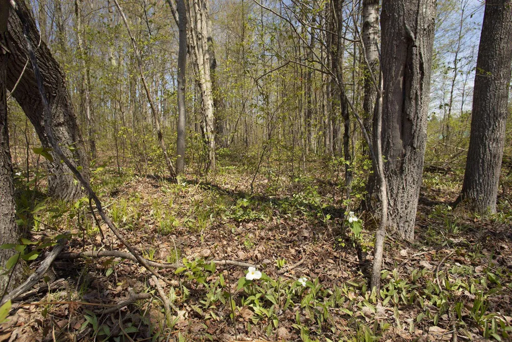 2 M-66 SE Garfield Township, MI 49633