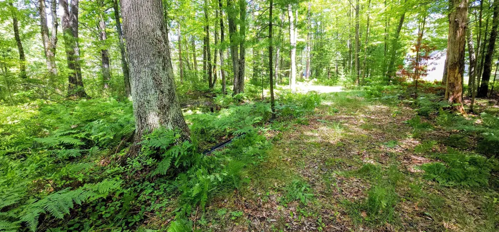 Red Oak Trail Mills Township, MI 48610