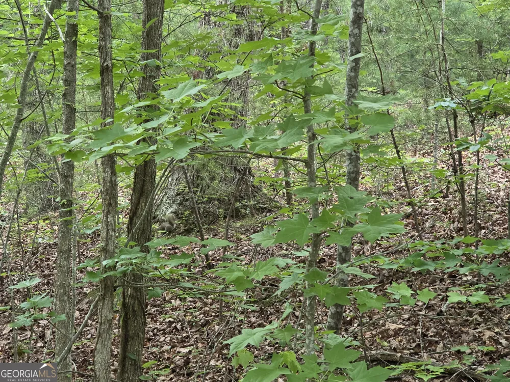 2 LOTS Oak Forest Clarkesville, GA 30523