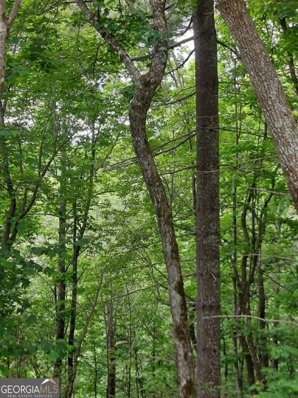 0 LOT 37 Saddleback Circle Sky Valley, GA 30537
