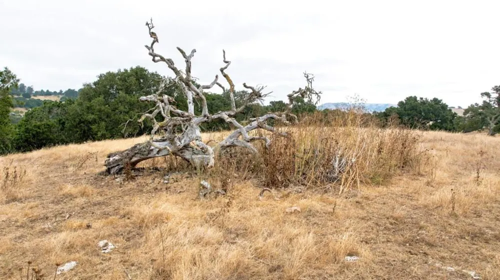 1 Little Merrill Road San Juan Bautista, CA 95045