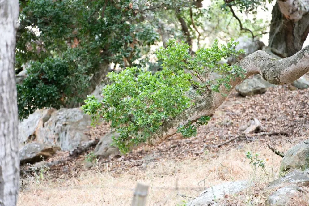 1 Little Merrill Road San Juan Bautista, CA 95045
