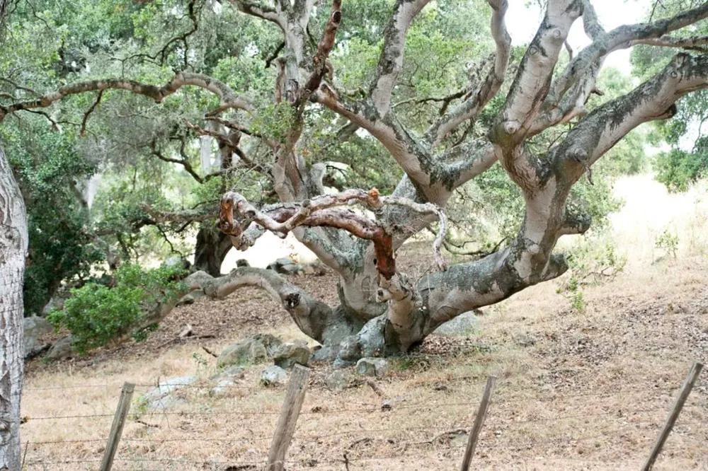 1 Little Merrill Road San Juan Bautista, CA 95045