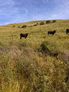 1 Little Merrill Road San Juan Bautista, CA 95045
