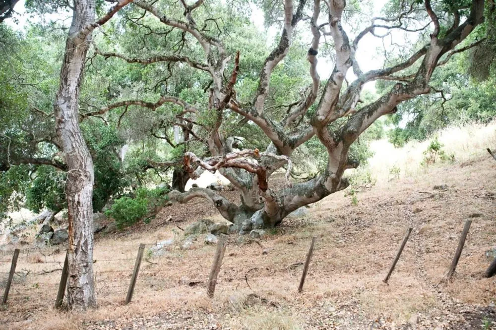 1 Little Merrill Road San Juan Bautista, CA 95045