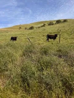 1 Little Merrill Road San Juan Bautista, CA 95045