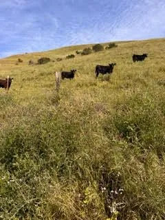 1 Little Merrill Road San Juan Bautista, CA 95045