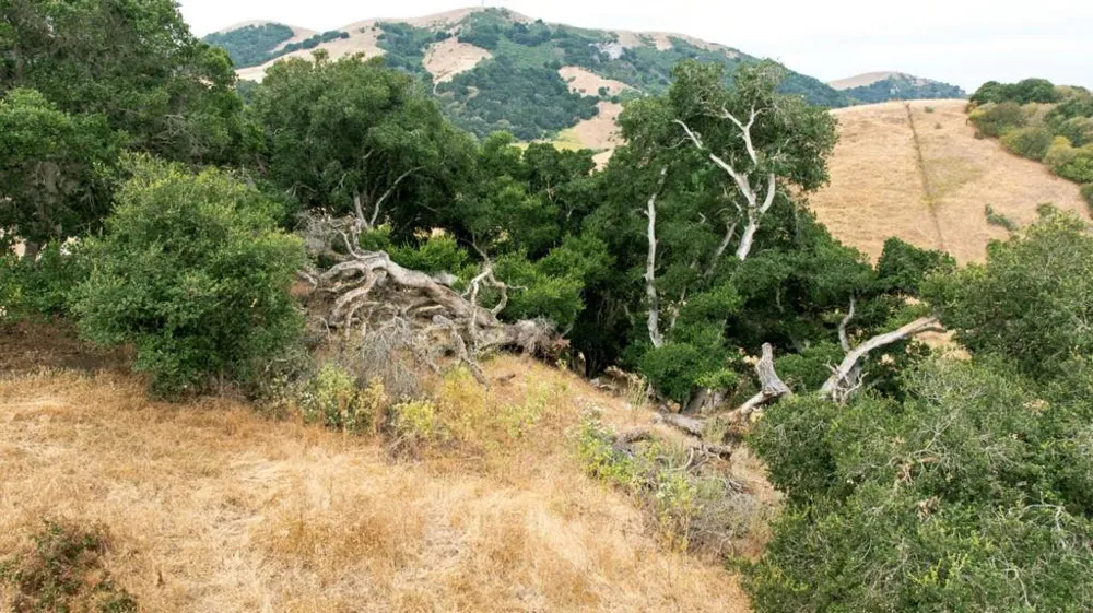 1 Little Merrill Road San Juan Bautista, CA 95045