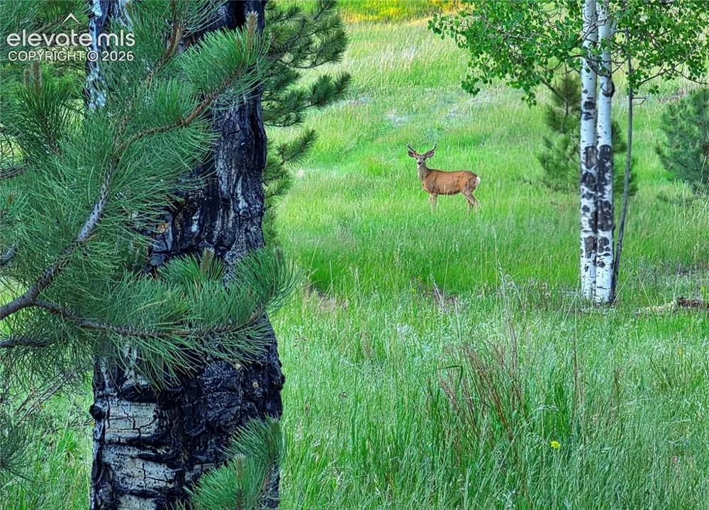 584 Sourdough Road Woodland Park, CO 80863