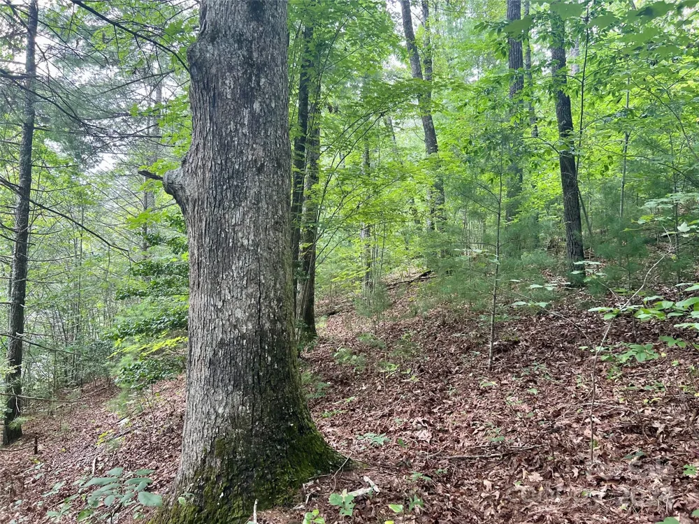 377 Jake Taylor Road Murphy, NC 28906