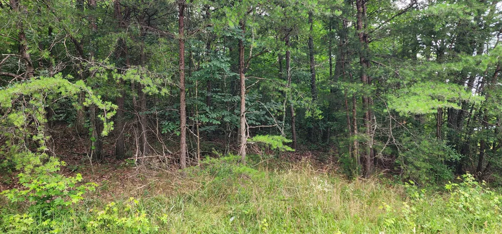 Sequatchie Mountain Sequatchie, TN 37374