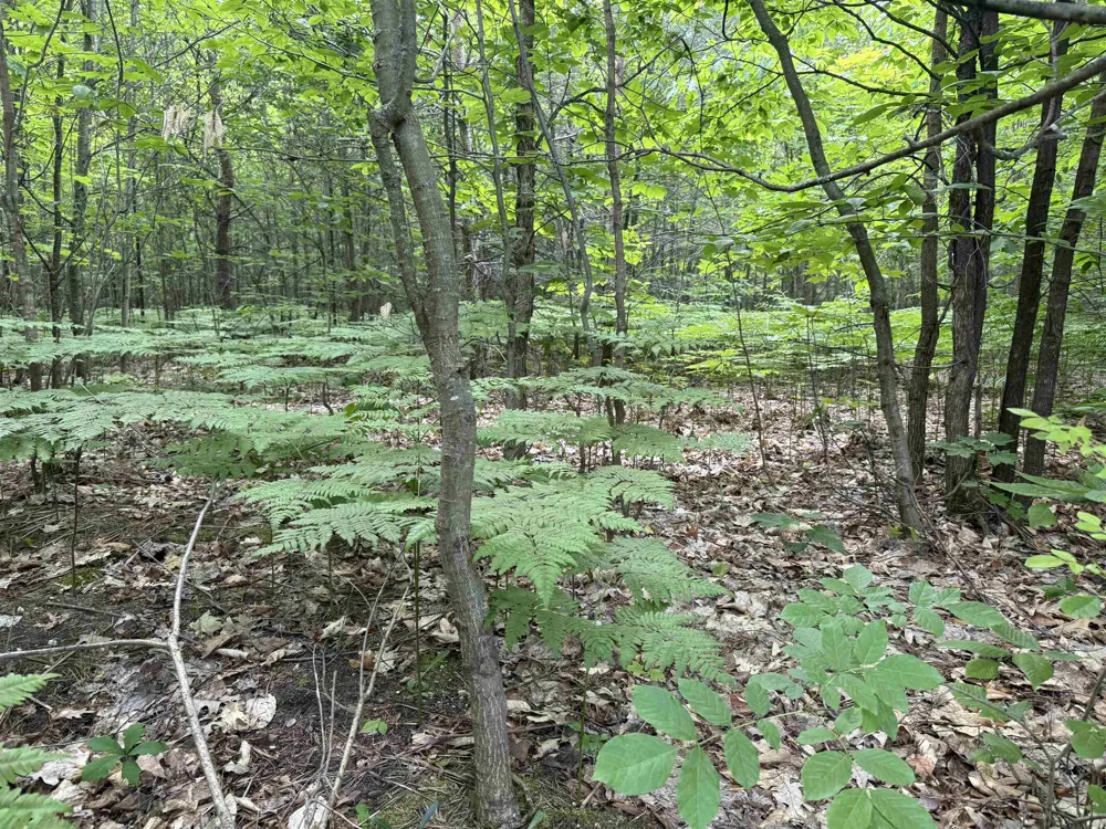 Lamerson Lane Inland Township, MI 49643