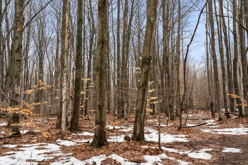 Lamerson Lane Inland Township, MI 49643