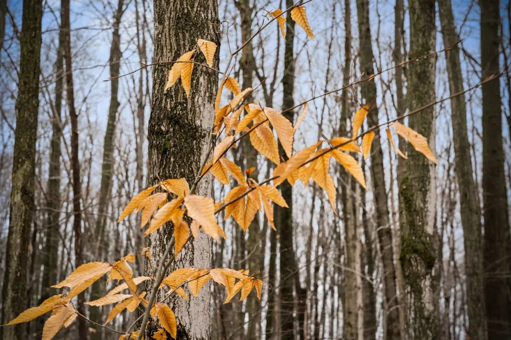 Lamerson Lane Inland Township, MI 49643