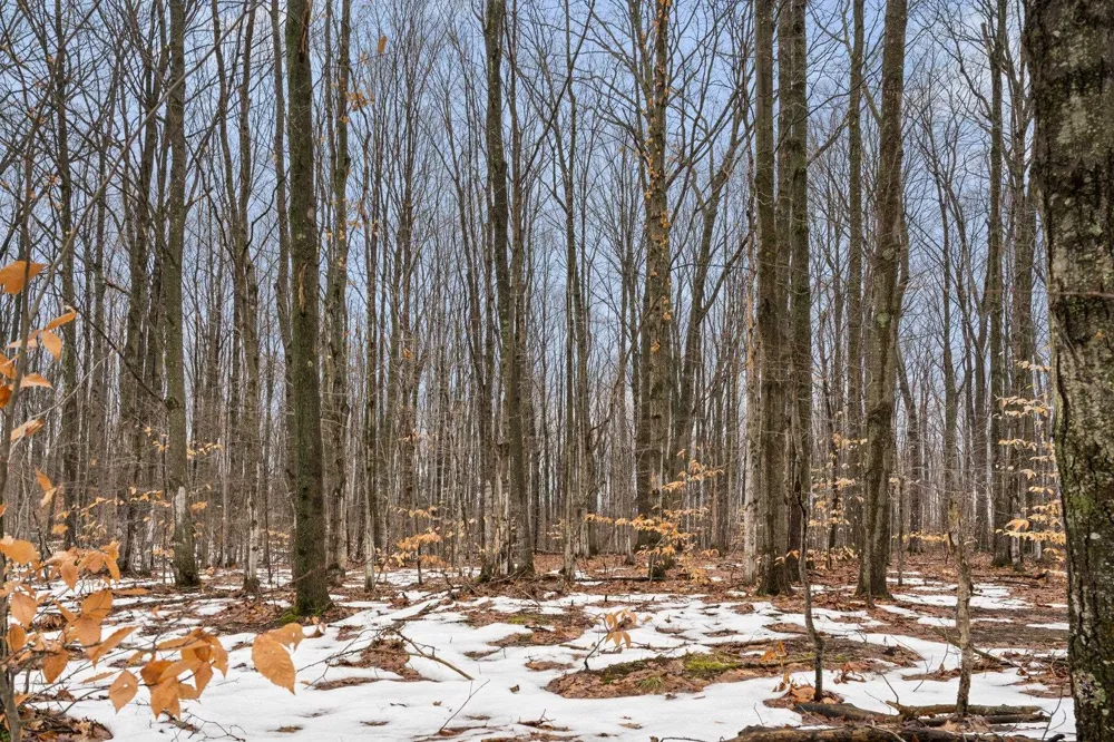 Lamerson Lane Inland Township, MI 49643