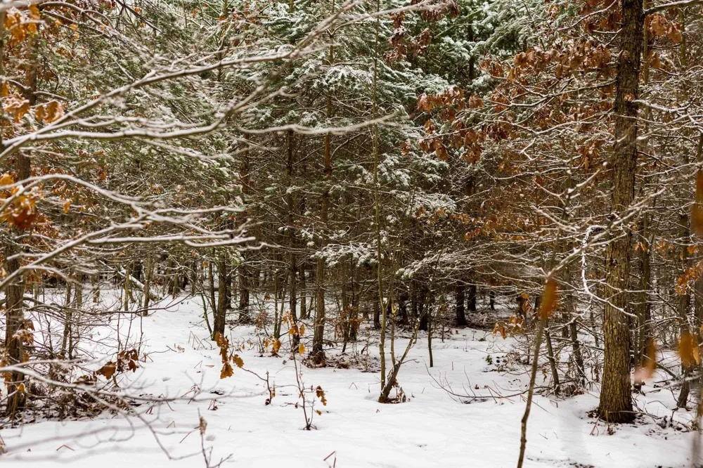 Lamerson Lane Inland Township, MI 49643